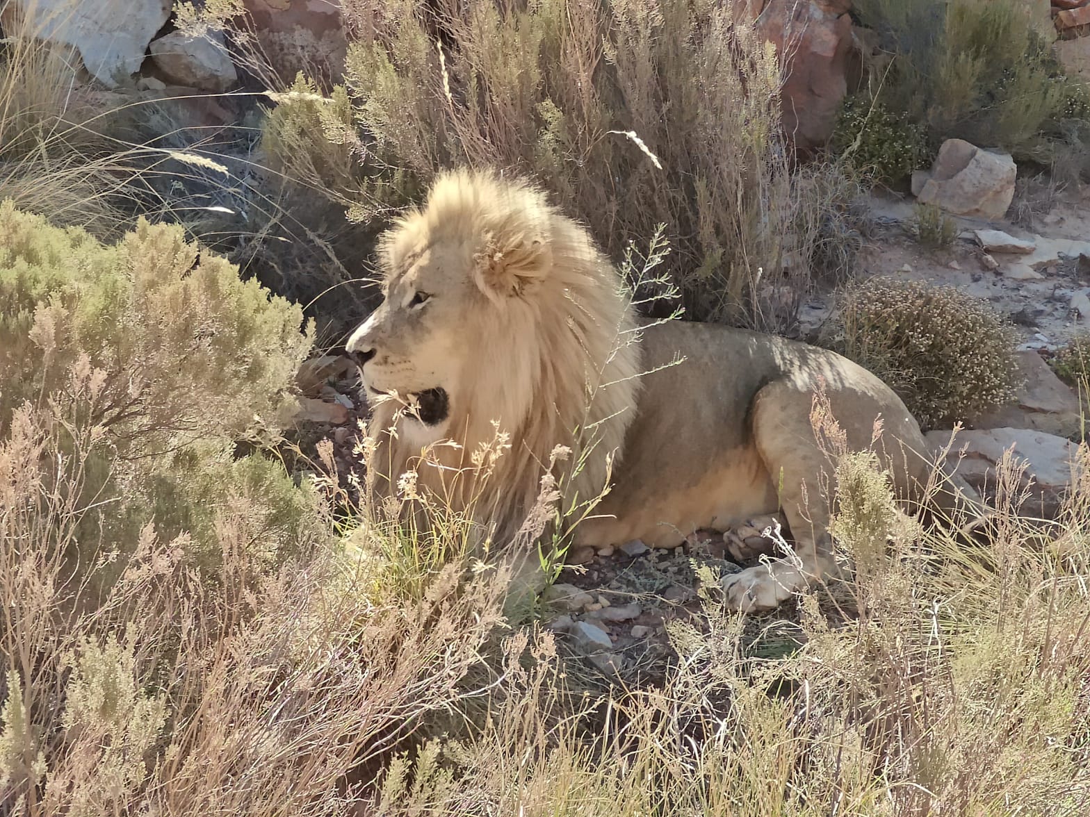 Aquila Game Reserve - Safari 5